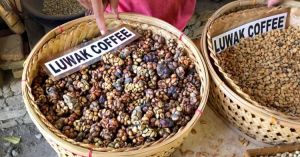 Kopi-Luwak-coffee